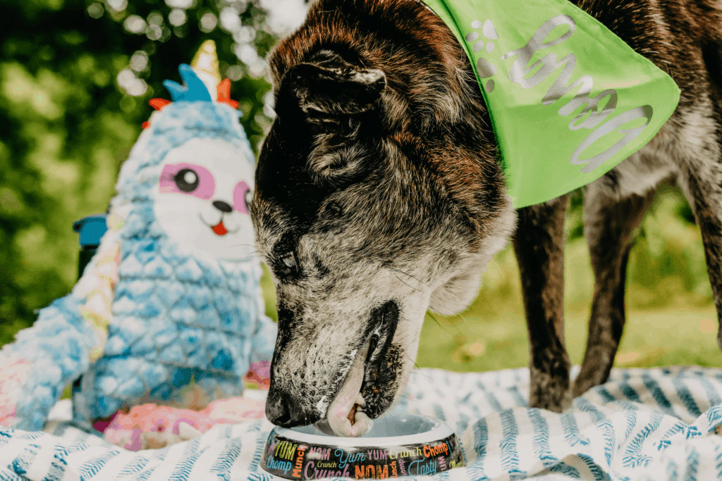 photo from shoott mini pet photography session in houston