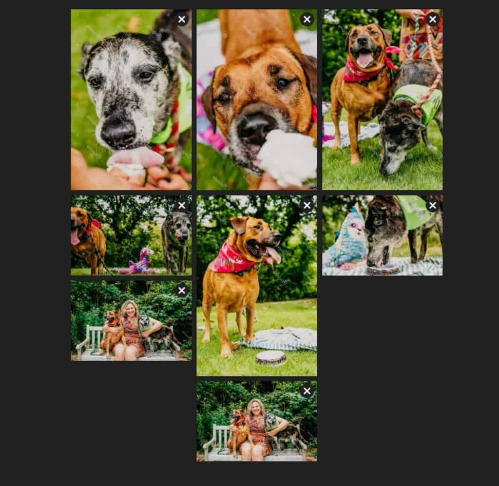 photo options for shoott pet photography in houston