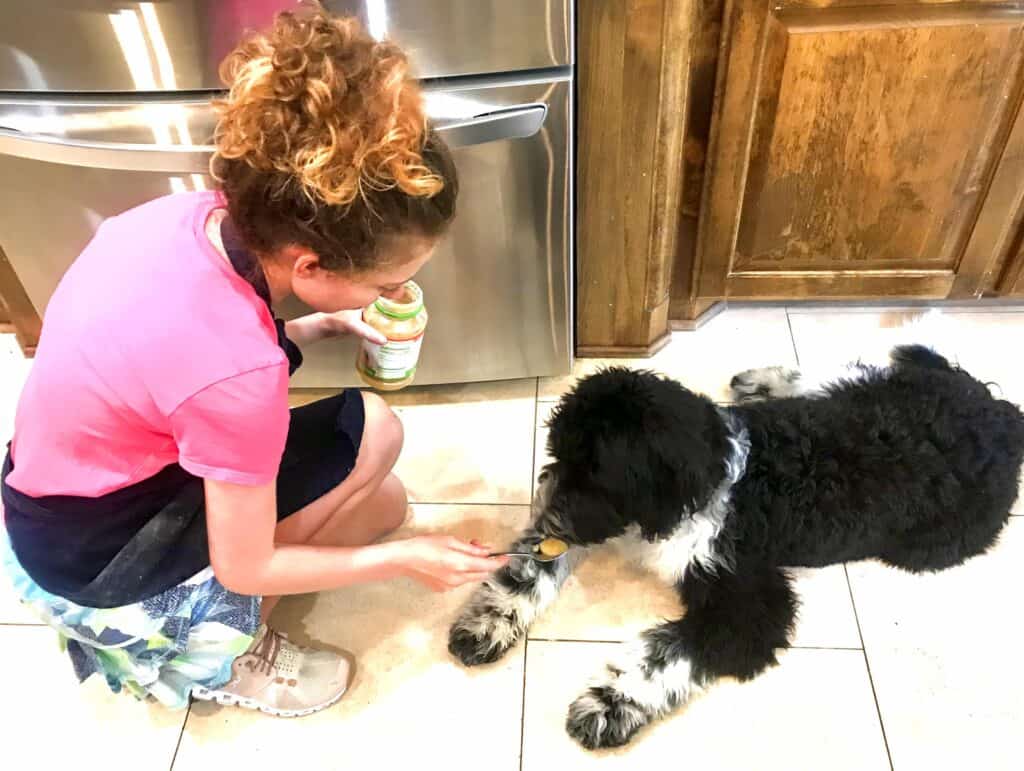 Buddy, a black and white goldendoodle dog, tastes applesauce in the kitchen of Jessie's Bites fresh dog food.