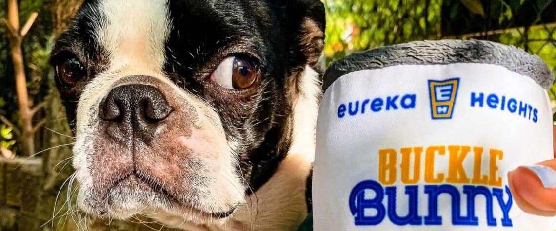 dog friendly breweries in houston. image shows a boston terrier looking at beer can