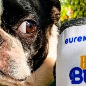 dog friendly breweries in houston. image shows a boston terrier looking at beer can