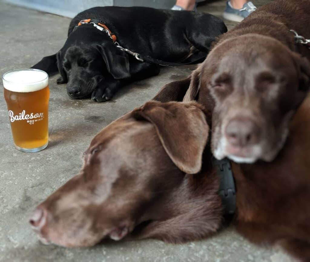 2 brown labs and a blakc lab lay on the floor of baileson brewing company in houston