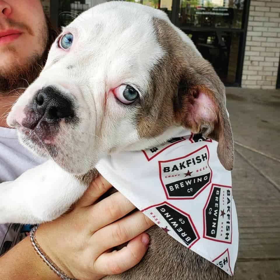 boxer bulldog puppy wearing bakfish brewing company bandana.