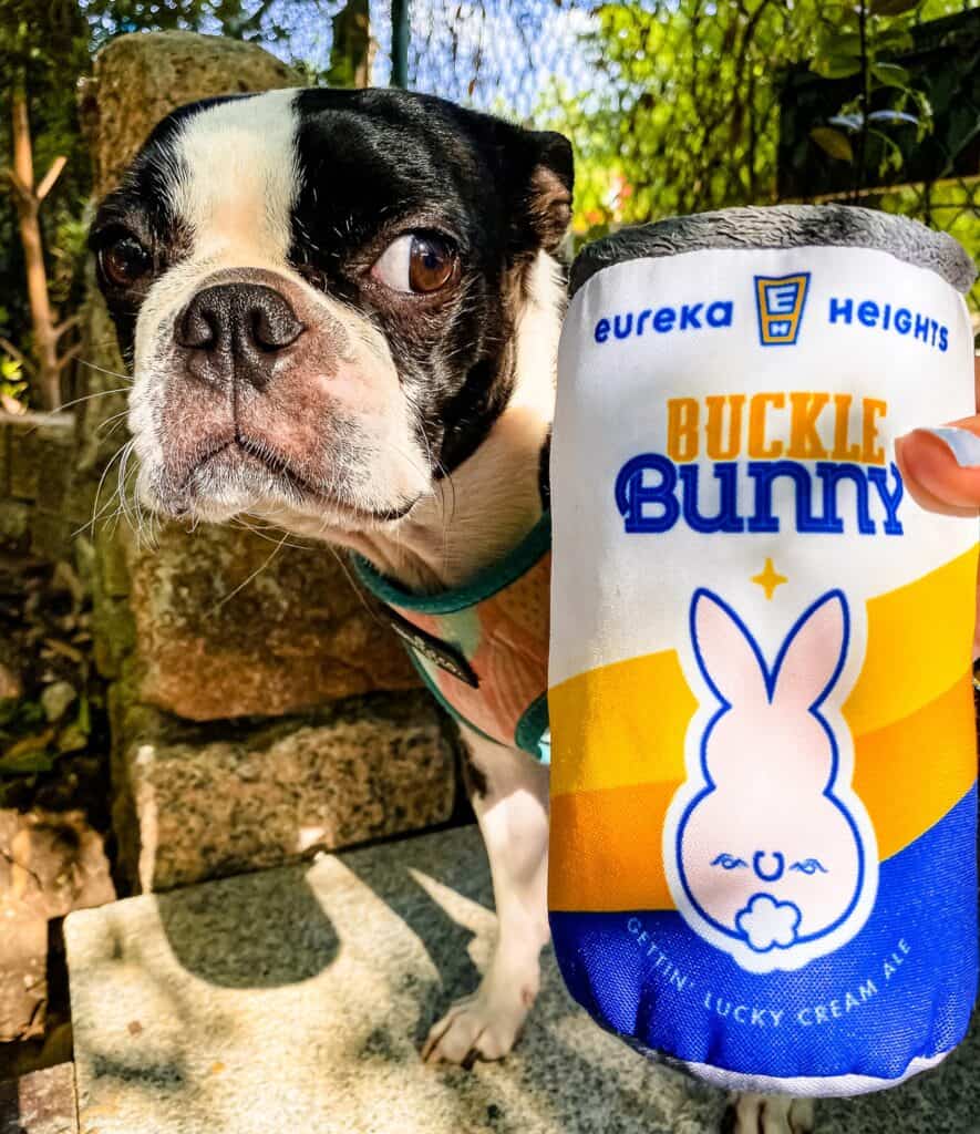 boston terrier giving the side eye to a eureka heights buckle bunny dog toy at dog friendly brewery in Houston