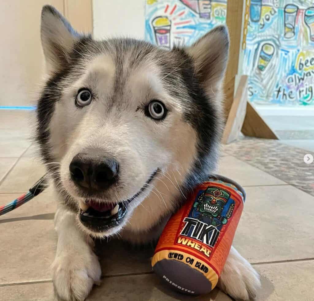 happy husky dog with blue eyes with tiki wheat dog toy beer can from Galveston Island Brewing, a dog friendly brewery in Galveston TX