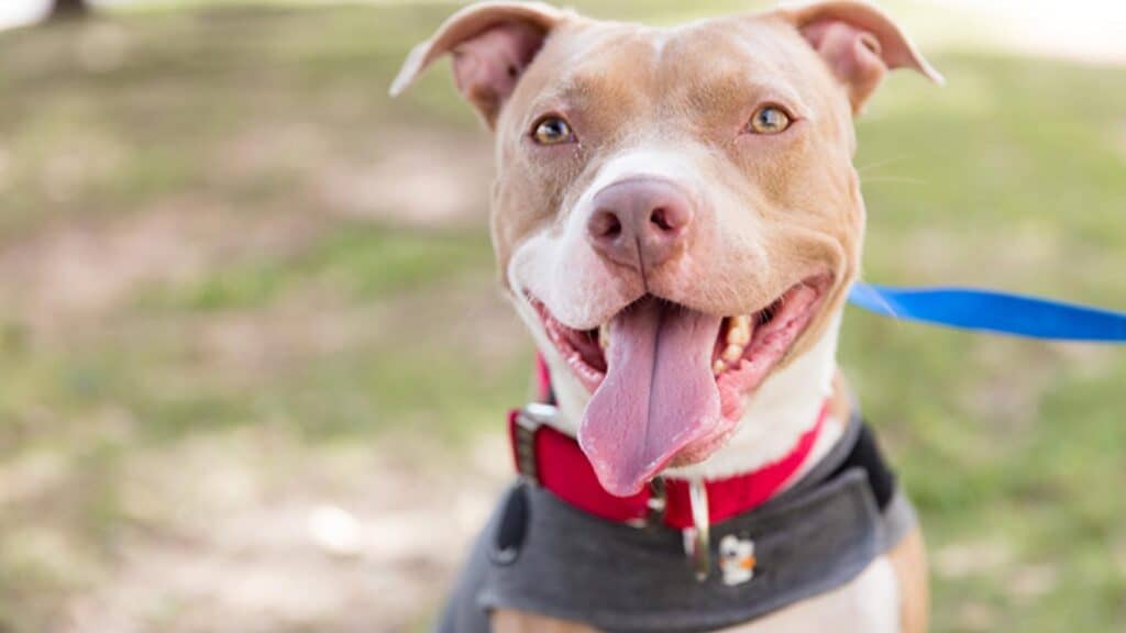 happy healthy dog smiling