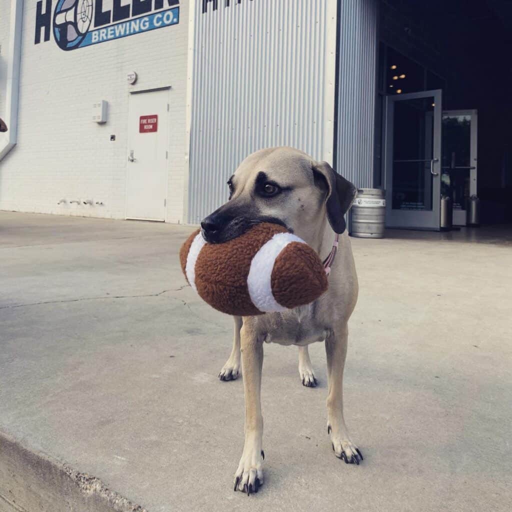 dog holding a stuffed football dog toy outside Holler Brewing Company, a dog friendly brewery in Houston