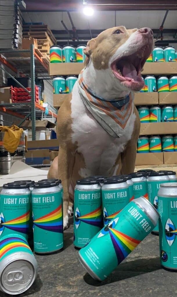 Honey, a brown and white pit bull, yawns in excitement next to a pile of beer cans from Astral Brewing Company Houston.