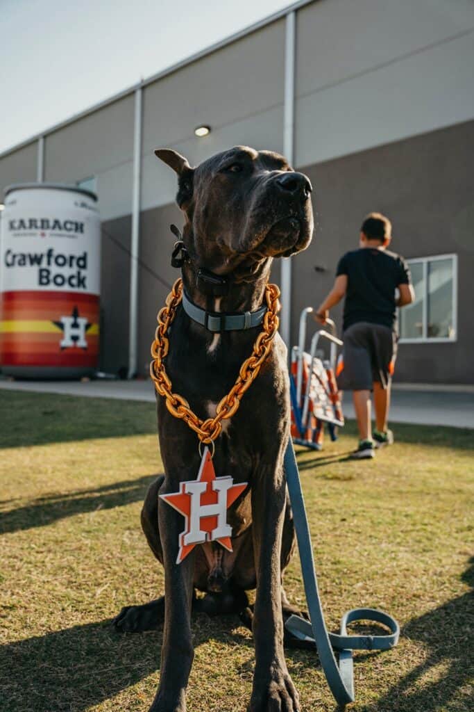 brown great dane wears a houston astros logo outside Karbach Brewery in Houston