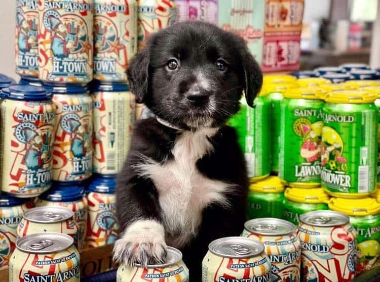 a black puppy sits in a pile of beer cans at Saint Arnold brewery, a dog friendly brewery in Houston