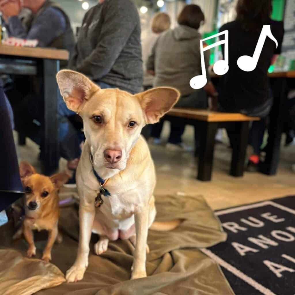 two dogs enjoy a comfy spot at true anomaly brewing company in downtown Houston