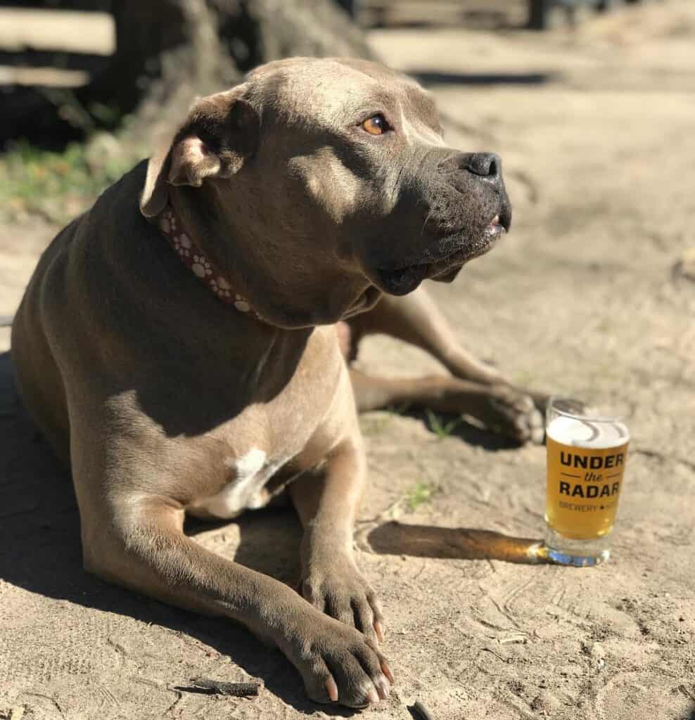 an american bulldog mix enjoys the sunshine at under the radar, a dog friendly brewery in Houston