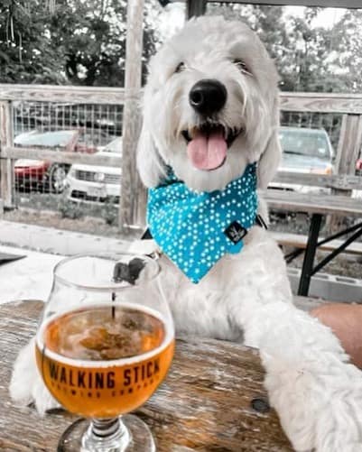 a white doodle dog with a blue bandana enjoys the day at Walking Stick Brewing Company, a dog friendly brewery in houston