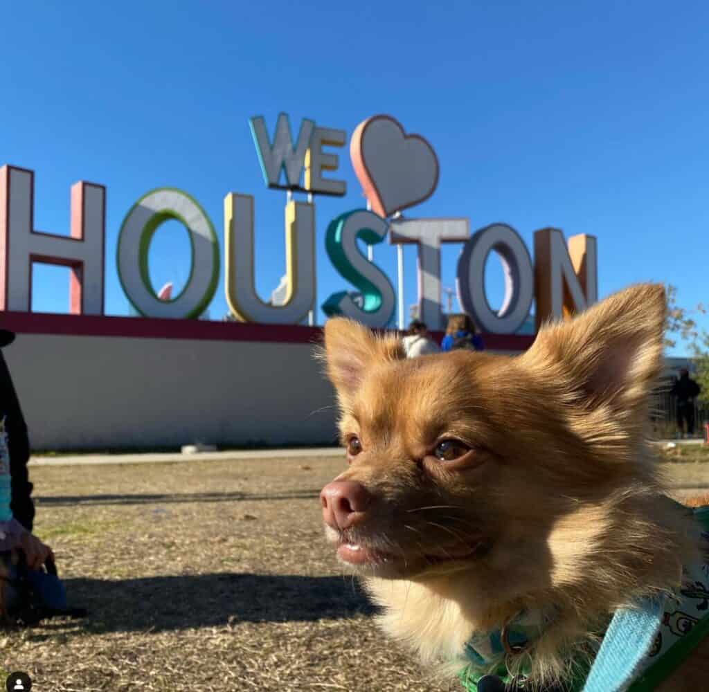 little chihuahua dog shown in front of the we heart houston sculpture at 8th Wonder Brewery, a dog friendly brewery in houston