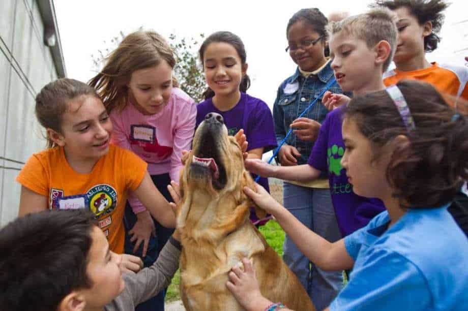 kid summer camp with animals