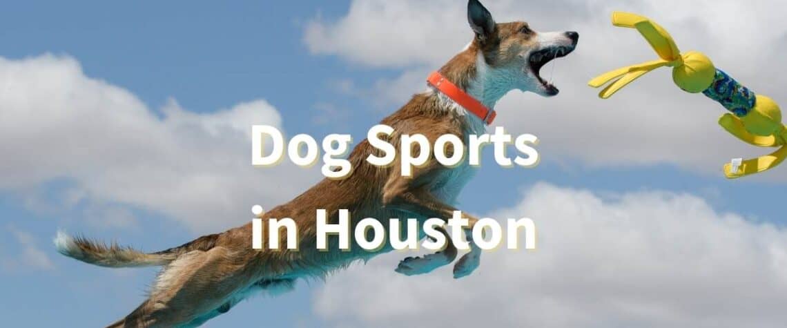 dog sports in houston