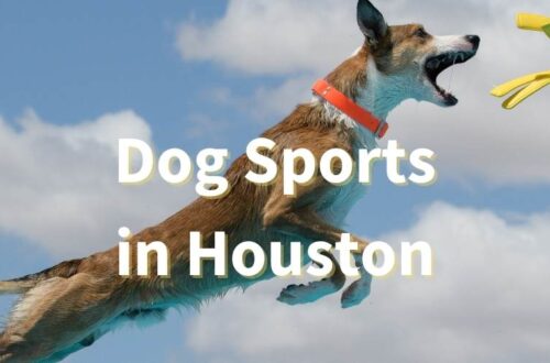 dog sports in houston