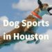 dog sports in houston