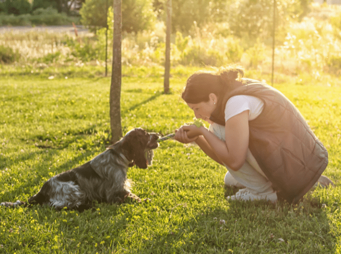 dog accessories for training puppy