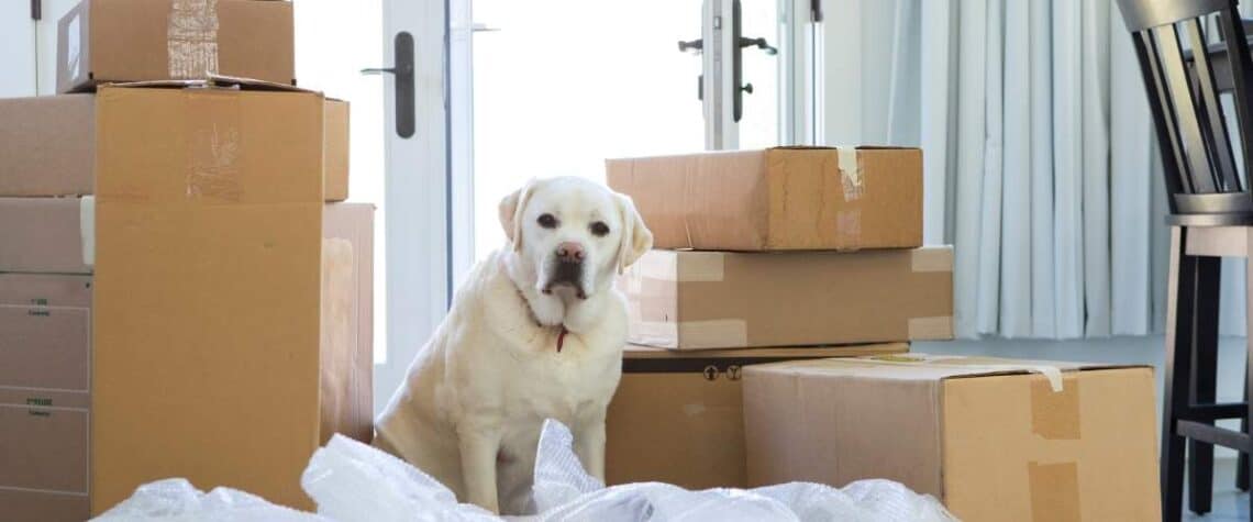 pet friendly rentals move with your pet