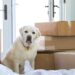 pet friendly rentals move with your pet