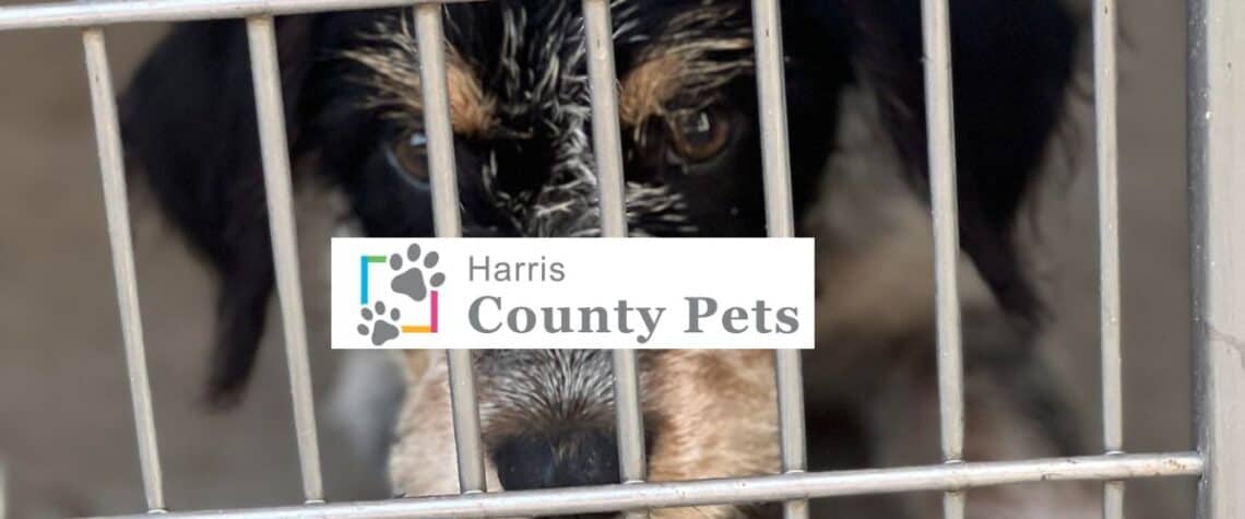 Harris County Pets: Hire for the Animals - Houston Dog Mom