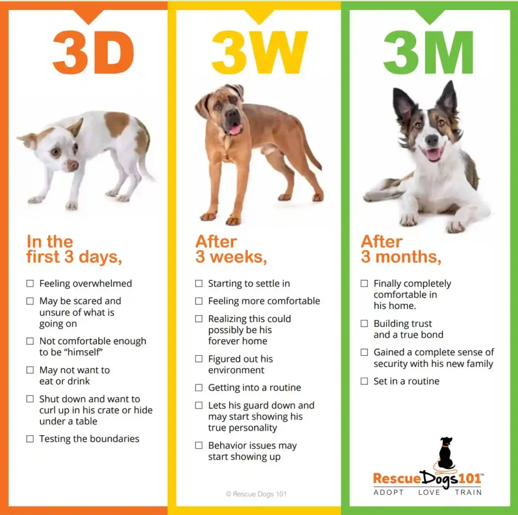 the rule of 3 days 3 weeks 3 months for new dogs adopted
