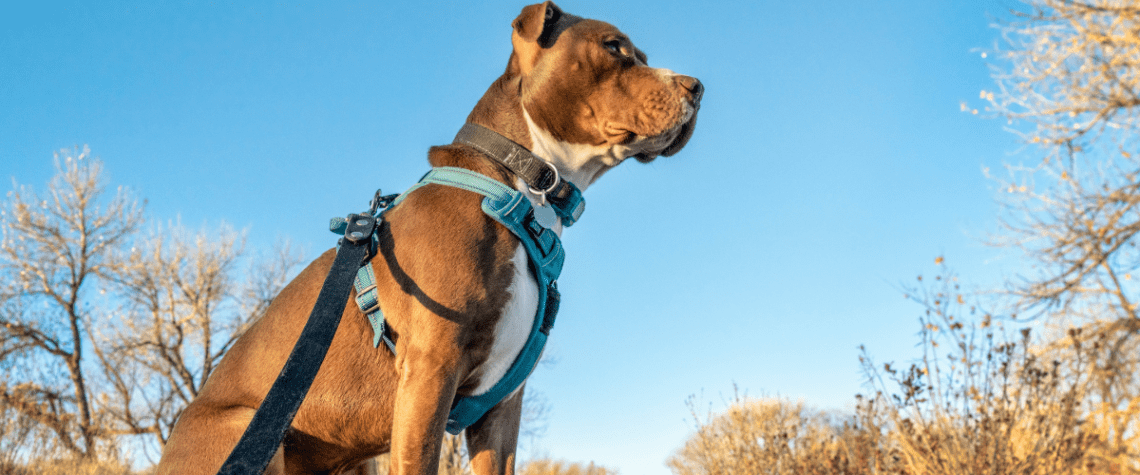 dog wearing a harness