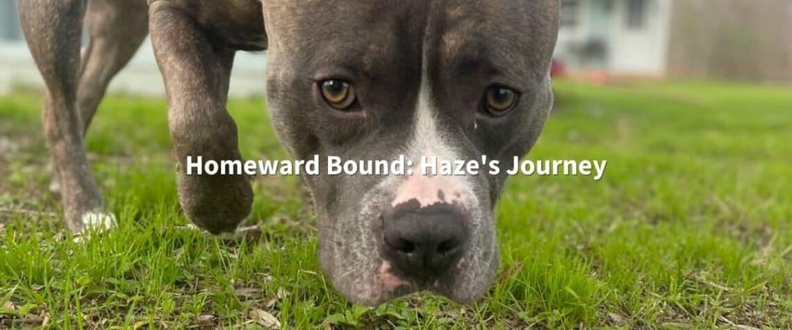 Homeward 2024 bound microchip