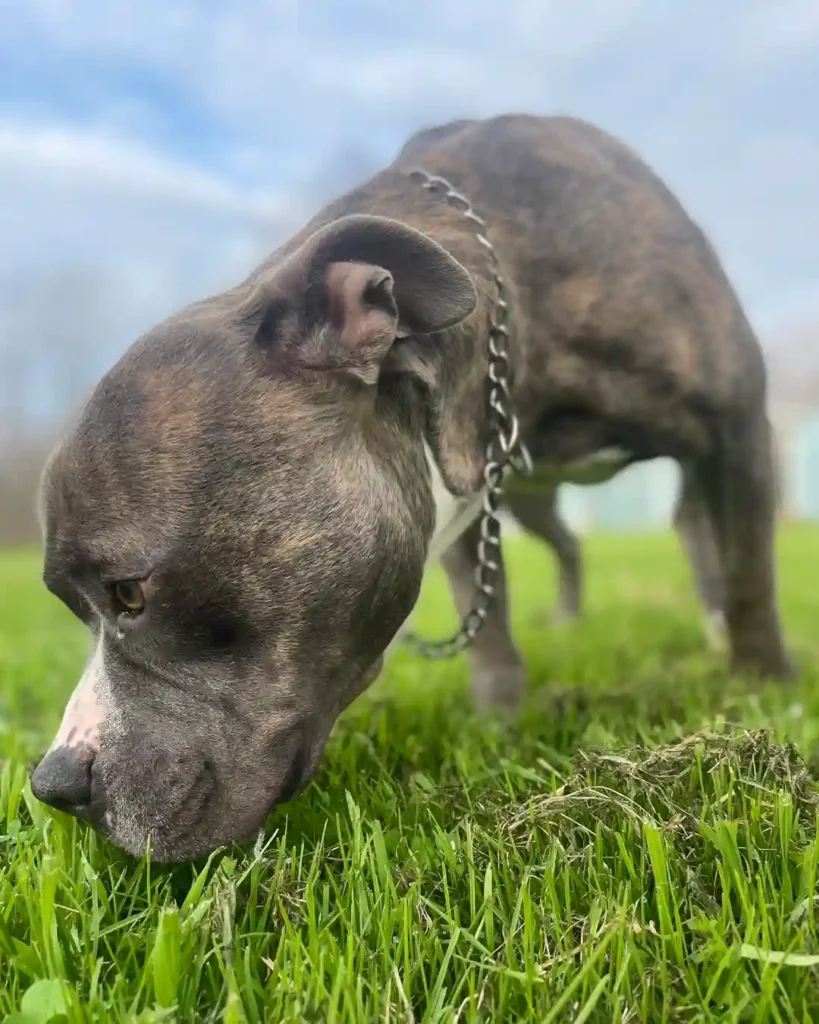 Haze an american pit bull terrier mix who needed to get from virginia to texas