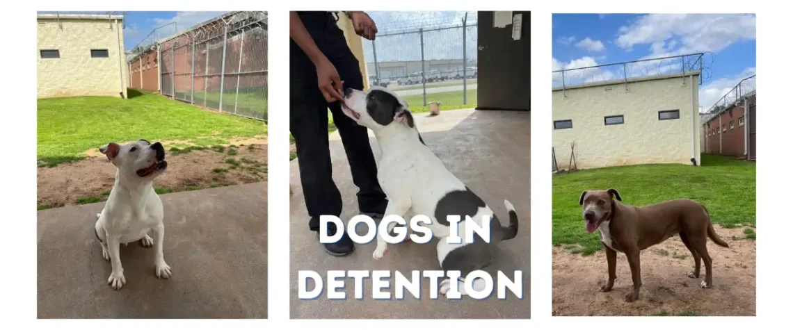 dogs in fort bend juvenile detention get training and kids learn how to give positive reinforcement