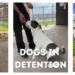dogs in fort bend juvenile detention get training and kids learn how to give positive reinforcement