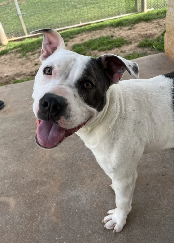 Benito a white and brown pit bull