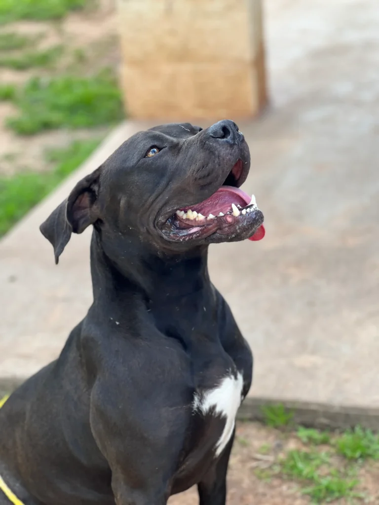 Cocoa a black and white pit bull