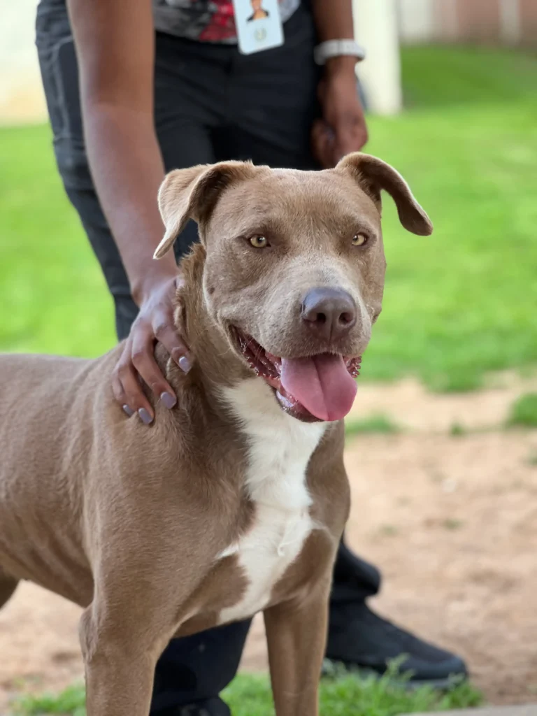 Lacy a weimaraner pit mix