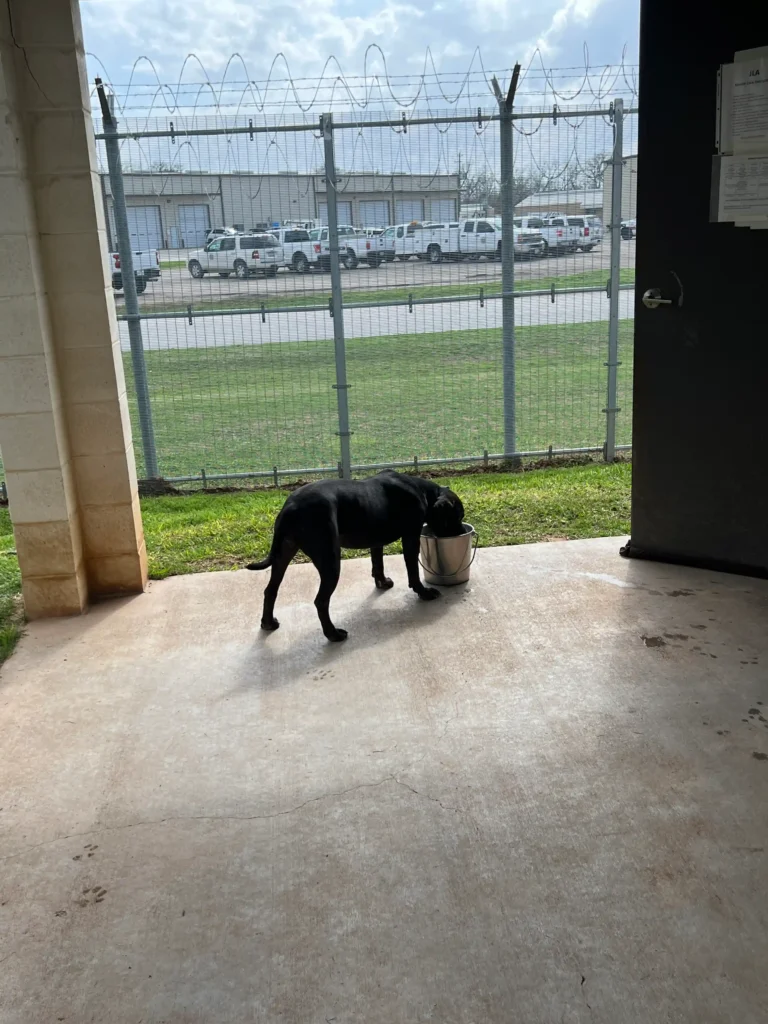 a dog at the fort bend canine leadership program at juvenile detention