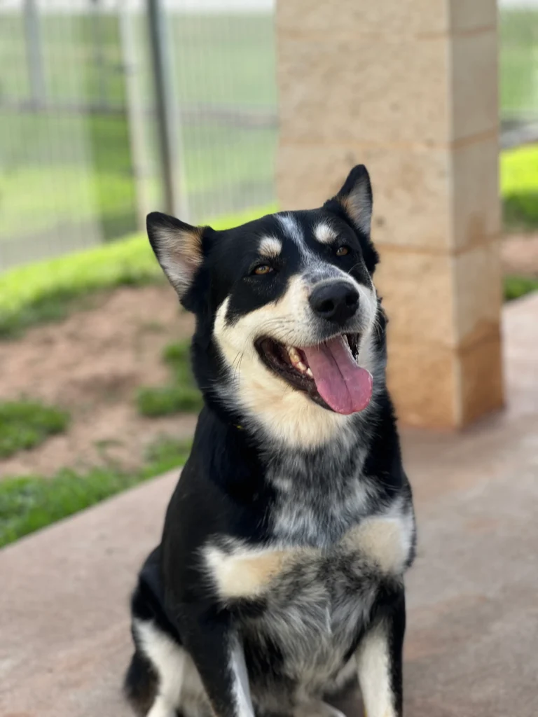 Bruno a husky and cattle dog mix