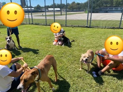 kids at the fort bend junior leadership academy get to take dogs outside for training and care.