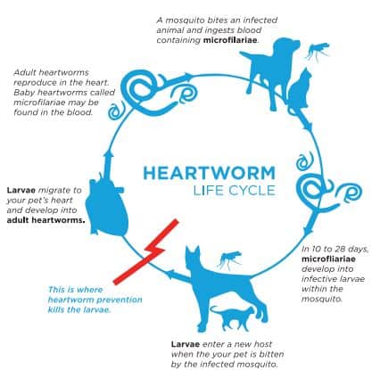 heartworm lifecycle chart
