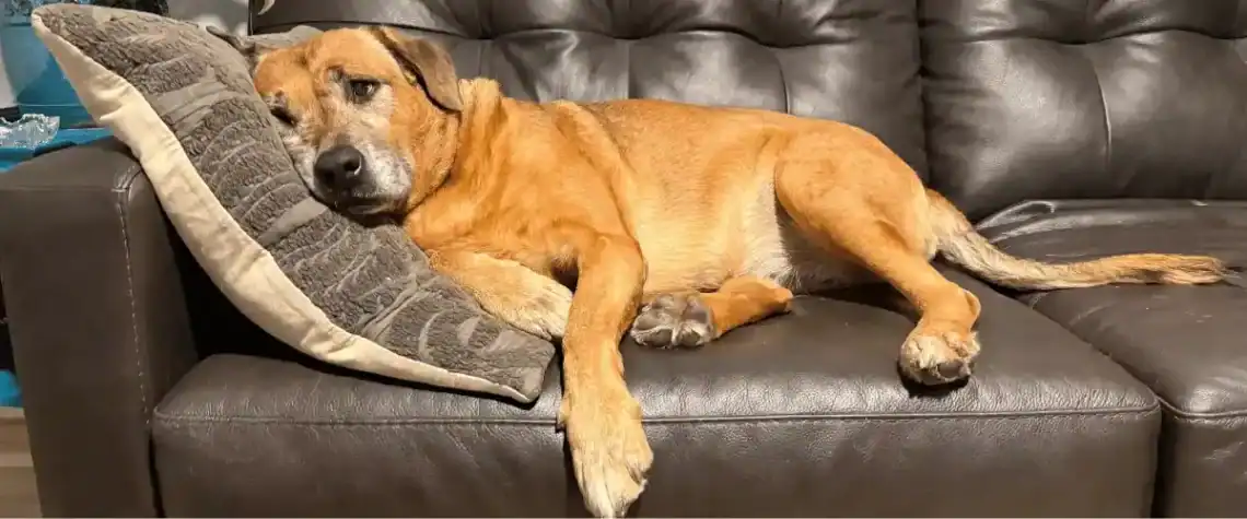 tammy lynne a senior dog, lies on the couch and wonders why her mom cuts trats in half.