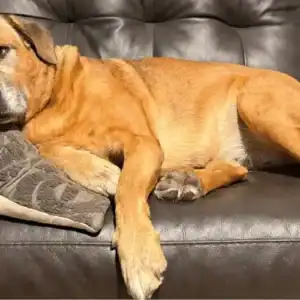 tammy lynne a senior dog, lies on the couch and wonders why her mom cuts trats in half.