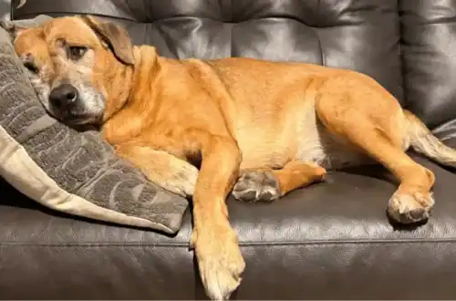 tammy lynne a senior dog, lies on the couch and wonders why her mom cuts trats in half.